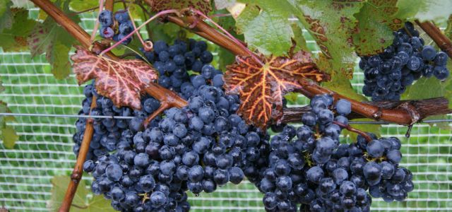 grape vine