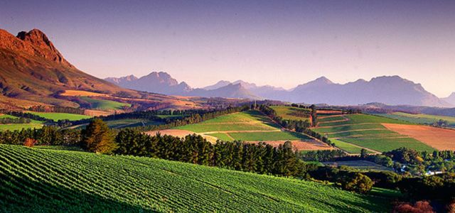 Wine Class: Spotlight on South Africa